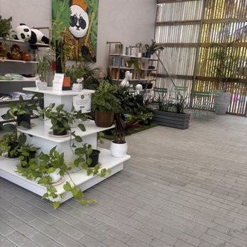 The Bamboo Grove - Nurseries & Gardening Near Me - Davie, Florida The Bamboo Grove - Nurseries & Gardening Near Me - Davie, Florida