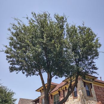 Jose‘s Tree Services - They did excellent work trimming some tall trees and didn't disrupt my flower beds in the process. I highly recommend their service. - Tree Services Near Me Jose‘s Tree Services - They did excellent work trimming some tall trees and didn't disrupt my flower beds in the process. I highly recommend their service. - Tree Services Near Me