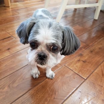 Petstar Grooming - Pet Groomers Near Me - La Crescenta, California