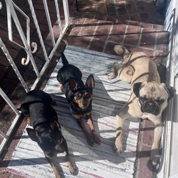Workindoggz - They can all pose for a picture since finishing Level 1 training with Ria. - Dog Walkers Near Me - Hayward, California Workindoggz - They can all pose for a picture since finishing Level 1 training with Ria. - Dog Walkers Near Me - Hayward, California