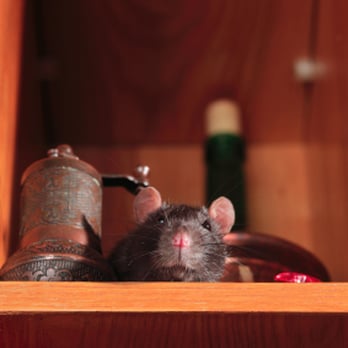 Surf City Termite & Pest Control - We are rodent control experts. Don't let rodents contaminate your home! - Pest Control Near Me - Lynwood, California Surf City Termite & Pest Control - We are rodent control experts. Don't let rodents contaminate your home! - Pest Control Near Me - Lynwood, California