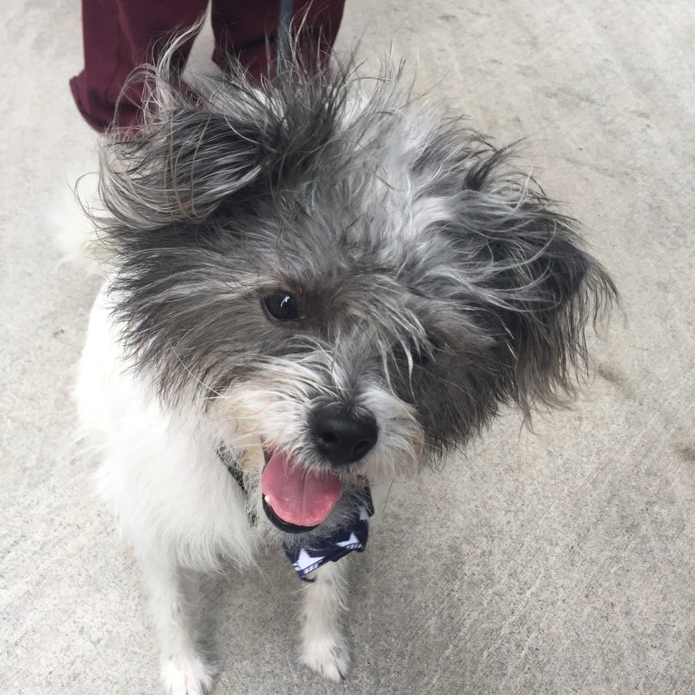 Second City Canine Rescue - Maddie in the city - Animal Shelters Near Me - Palatine, Illinois