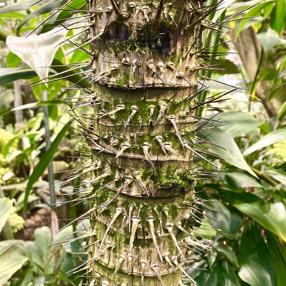 Amazon Spheres - Floor 1 plants - Botanical Gardens Near Me - Seattle, Washington Amazon Spheres - Floor 1 plants - Botanical Gardens Near Me - Seattle, Washington