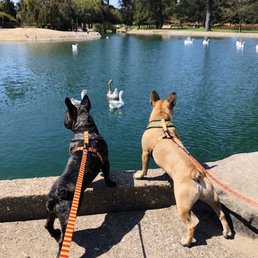 My dogs love walks at the park and watch the ducks My dogs love walks at the park and watch the ducks