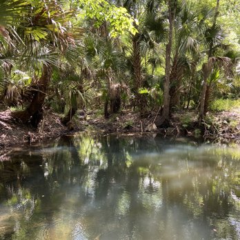 Spring Hammock Preserve - Small pond that's not for swimming, lots of small fish and tadpoles - Hiking Near Me - Sanford, Florida