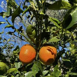 Organic Farming