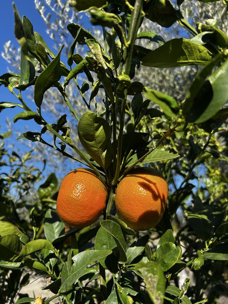 Organic Farming  - social services organization in Los Angeles, CA