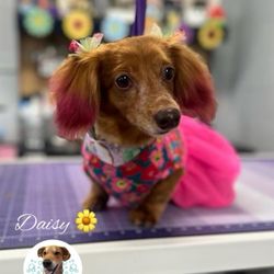 Bark IN Style