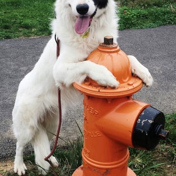 Louisville Dog Wizard - Bear acting silly and trying to place on a fire hydrant - Pet Training Near Me - LaGrange, Kentucky Louisville Dog Wizard - Bear acting silly and trying to place on a fire hydrant - Pet Training Near Me - LaGrange, Kentucky
