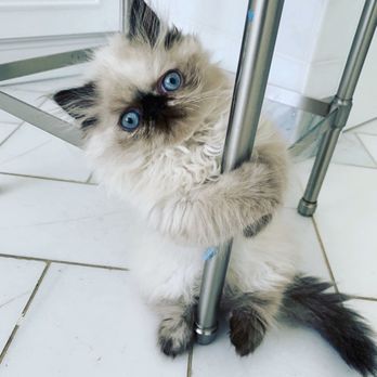 Kingsley Kittens - Looking cute - Pet Breeders Near Me
