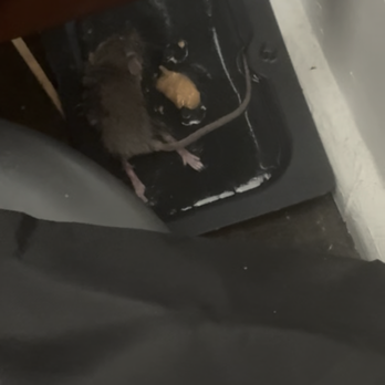 Dominion Apartments - Mouse caught on glue trap Sept 2025 - Apartments Near Me - Arlington, Virginia Dominion Apartments - Mouse caught on glue trap Sept 2025 - Apartments Near Me - Arlington, Virginia