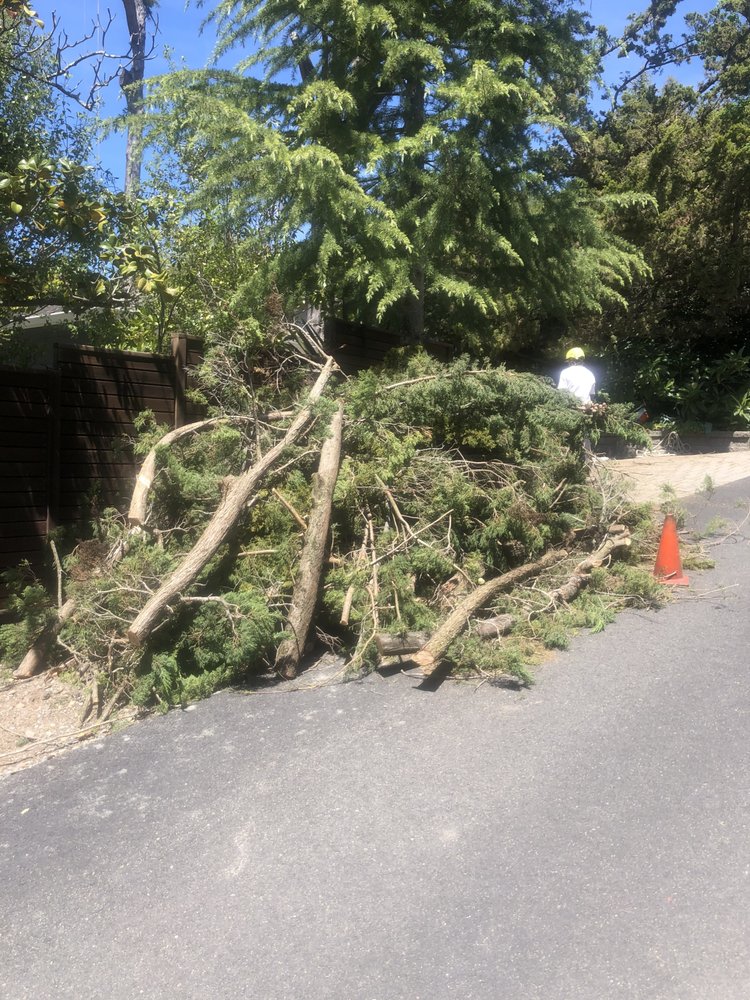 East Bay Tree Service, Inc. Reviews 2024 Trustindex.io