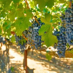 Biane Winery