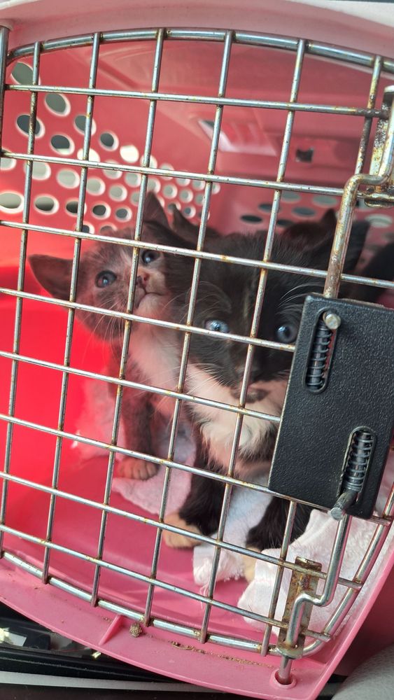 Baldwin County Humane Society Image