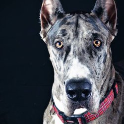 Livingston Animal Hospital - Our Giant puppy -Titan