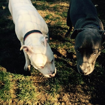 South Hills Dog Park - Molly hanging with blue eyed blue nose pitbull rockie... - Dog Parks Near Me - Glendora, California South Hills Dog Park - Molly hanging with blue eyed blue nose pitbull rockie... - Dog Parks Near Me - Glendora, California