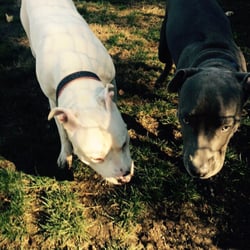 South Hills Dog Park - Molly hanging with blue eyed blue nose pitbull rockie...
