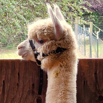 Enchanted Farms - Attraction Farms Near Me - Duvall, Washington