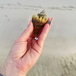 Carrabelle Beach RV Resort - Hermit crab