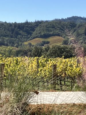 CAST Wines by null