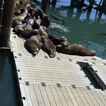 Clearwater Restaurant - Sea lions resting outside of restaurant - New American Near Me - Newport, Oregon