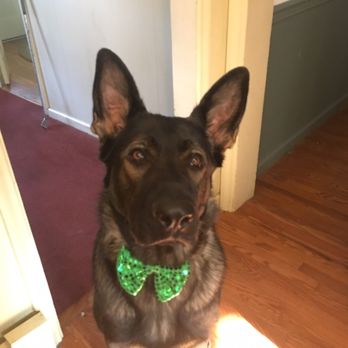 EZ Brook German Shepherds - He's German AND Irish...kinda. - Pet Breeders Near Me - Nottingham, Pennsylvania EZ Brook German Shepherds - He's German AND Irish...kinda. - Pet Breeders Near Me - Nottingham, Pennsylvania