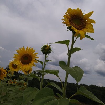 Pope Farm Conservancy by null