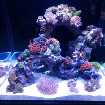 Artistic Oceans - Local Fish Stores Near Me - Las Vegas, Nevada Artistic Oceans - Local Fish Stores Near Me - Las Vegas, Nevada
