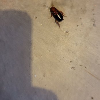 CVA Exterminators - Oriental roach... about the size of a nickel. - Pest Control Near Me - Santa Clarita, California