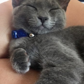 Cats Exclusive Veterinary Center - Mimi Le Mew - Veterinarians Near Me - Shoreline, Washington Cats Exclusive Veterinary Center - Mimi Le Mew - Veterinarians Near Me - Shoreline, Washington