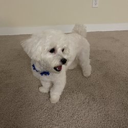 Poochies Pet Salon - Cute haircut!!