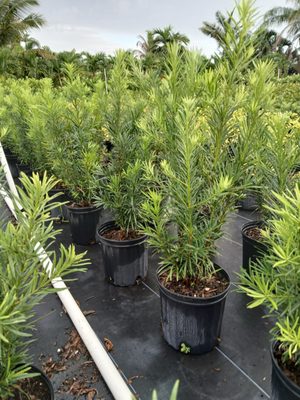 Best Plant Nurseries in Florida: Top Picks for Lush Gardens