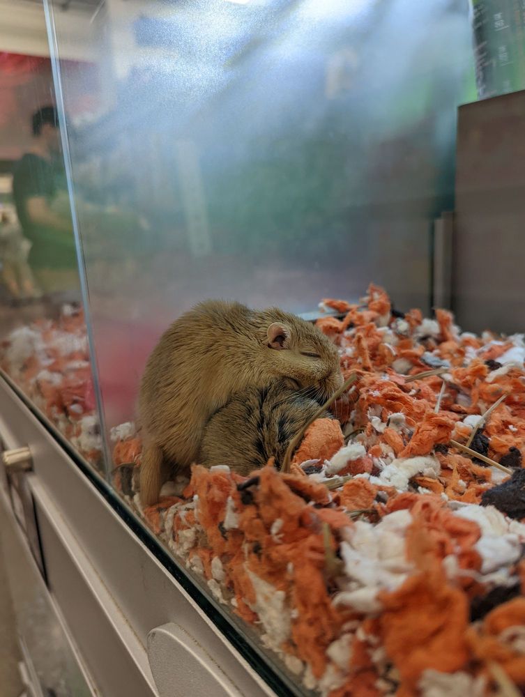 PETSMART Updated September 2024 240 Leighland Avenue, Oakville