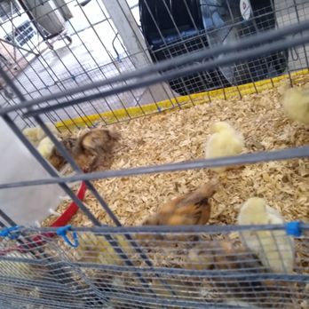 Hamilton County 4-H Fair - Community Centers Near Me - Noblesville, Indiana Hamilton County 4-H Fair - Community Centers Near Me - Noblesville, Indiana