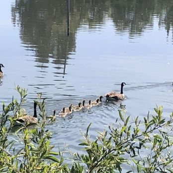 Newhall Community Park - Dog Parks Near Me - Concord, California