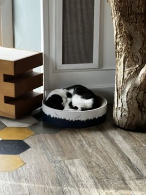 Romeow Cat Bistrot by null