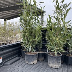 Greenacres Nursery