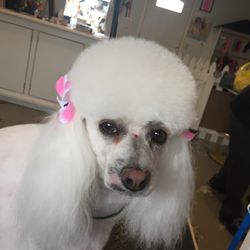 Pet Boutique - Molly the poodle
