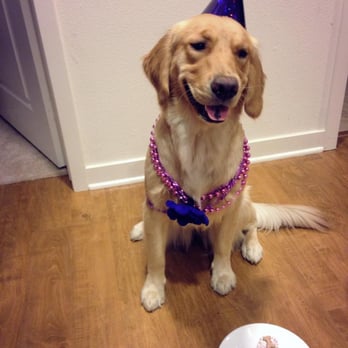 Biscuits Pet Boutique - 1 year old golden retriever bday - Pet Stores Near Me - San Jose, California Biscuits Pet Boutique - 1 year old golden retriever bday - Pet Stores Near Me - San Jose, California