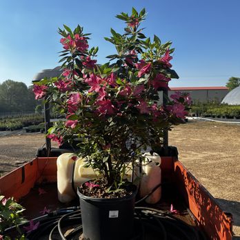 Texas Wholesale Nursery - Wholesalers Near Me - Tyler, Texas Texas Wholesale Nursery - Wholesalers Near Me - Tyler, Texas