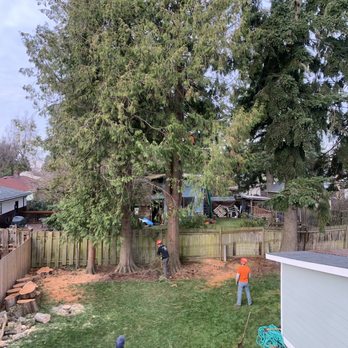 Pacific Coast Tree Experts - During - Tree Services Near Me