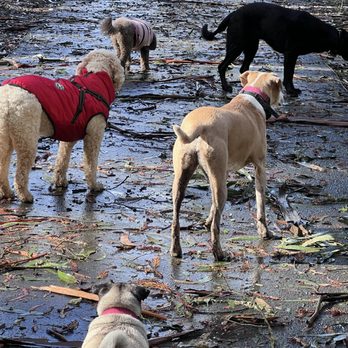 Doggie Business - Rain or shine, we have fun! - Dog Walkers Near Me Doggie Business - Rain or shine, we have fun! - Dog Walkers Near Me