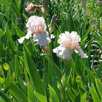 Iris Farm - Nurseries & Gardening Near Me - Cedar, Michigan