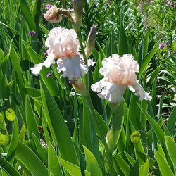 Iris Farm