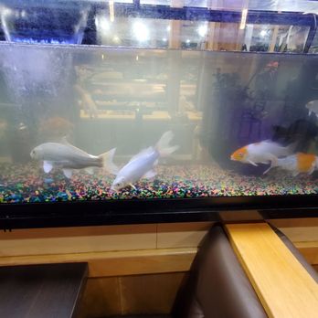 Yoshi Sushi - Fish tank - Japanese Near Me - Milpitas, California