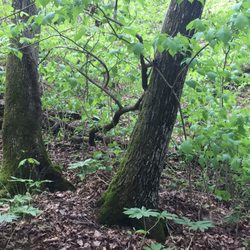 Cedar Creek Trail