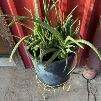 Chili Pepper Cafe - One of several plants on patio - Tex-Mex Near Me - Terlingua, Texas