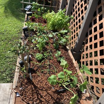 Nick House Gardening - Just planted!!! - Gardeners Near Me - Los Angeles, California Nick House Gardening - Just planted!!! - Gardeners Near Me - Los Angeles, California