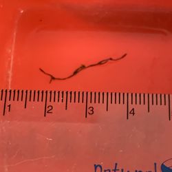 Spice Roots - The wire found inside the pakoras. Many smaller pieces were found.