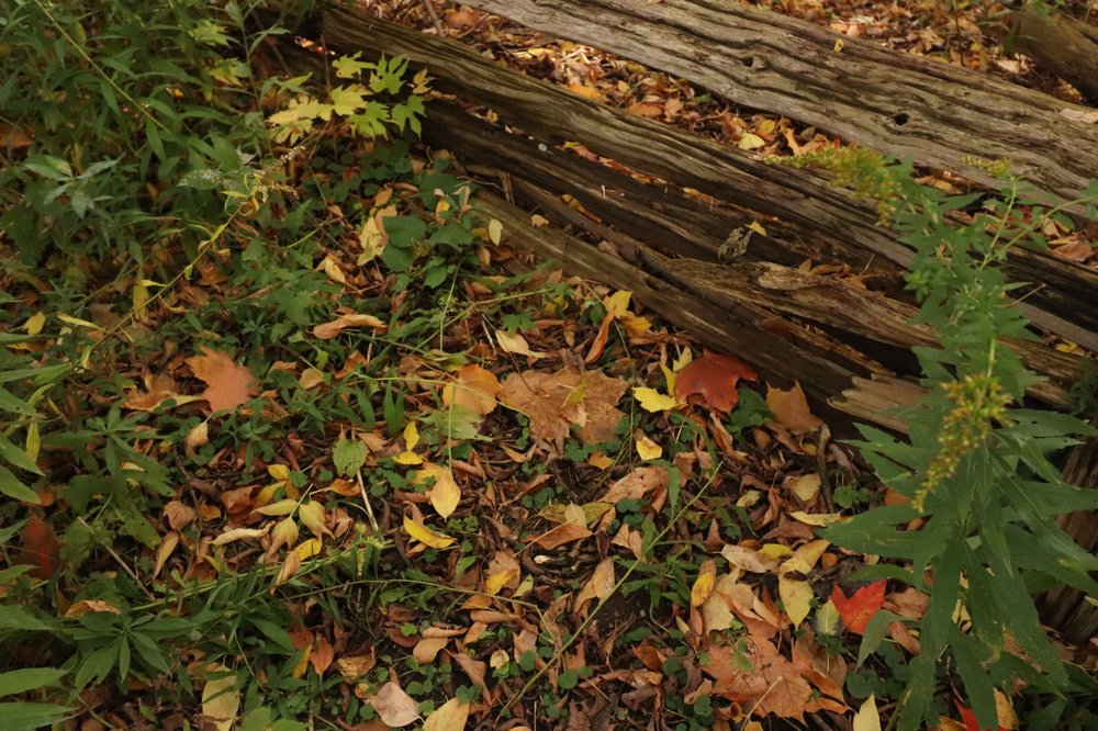 Todmorden Mills Heritage Site